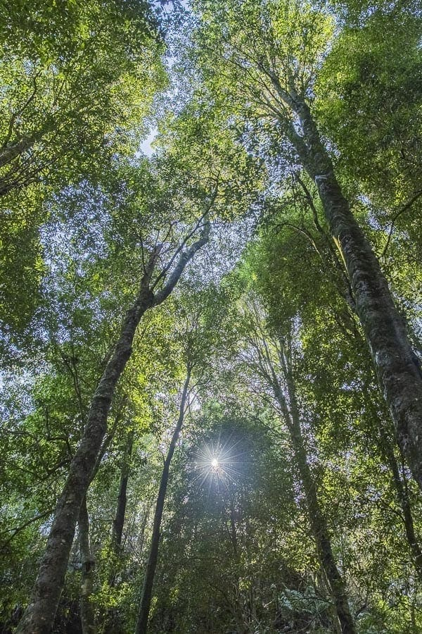 Jamison Valley Rainforest Portrait Jamison Valley Rainforest with sun in the middle on Private day trips from Sydney